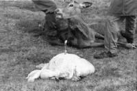 Image of sheet 19910720 photo 11: Nach dem Schuss wird der Magen des Hirsch entfernt und liegen
 gelassen. Das Messer steckt im Magen. Das Pony wird mit dem toten
 Hirsch beladen. Seine Augen werden verdeckt. Die Männer ziehen
 den Körper weg. Portrait, Vital und Andy Smith.Der Einschuss wird
 kontrolliert. Ich fotografiere mich wie ich mich im Auge des
 toten Hirsch spiegle. Der Darm liegt mit Fliegen bedeckt im Gras. Am Horn hängt noch Fell. Vital Hauser. Scotland Schottland Kingussie 1991