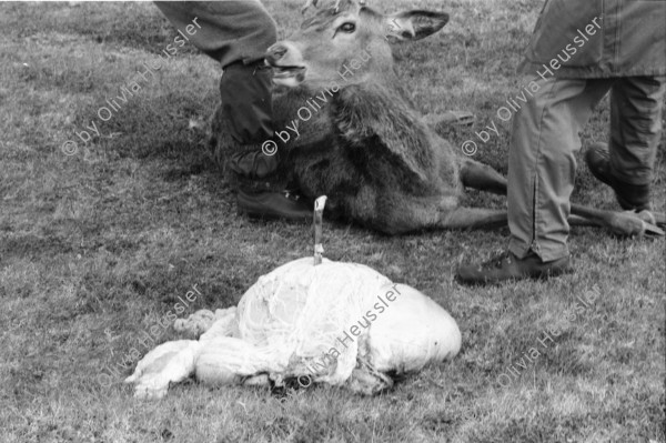 Image of sheet 19910720 photo 11: Nach dem Schuss wird der Magen des Hirsch entfernt und liegen
 gelassen. Das Messer steckt im Magen. Das Pony wird mit dem toten
 Hirsch beladen. Seine Augen werden verdeckt. Die Männer ziehen
 den Körper weg. Portrait, Vital und Andy Smith.Der Einschuss wird
 kontrolliert. Ich fotografiere mich wie ich mich im Auge des
 toten Hirsch spiegle. Der Darm liegt mit Fliegen bedeckt im Gras. Am Horn hängt noch Fell. Vital Hauser. Scotland Schottland Kingussie 1991