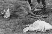 Image of sheet 19910720 photo 12: © 1991, OLIVIA HEUSSLER / www.clic.li
Nach dem Schuss wird der Magen des Hirsch entfernt und liegen gelassen. Das Messer steckt im Magen. Scotland Schottland Kingussie 1991
Great britain, Grossbritannien  √  deer hunting
After the shot, the stomach of the deer away and left. The knife is in the stomach