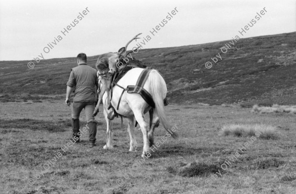 Image of sheet 19910720 photo 15: Nach dem Schuss wird der Magen des Hirsch entfernt und liegen
 gelassen. Das Messer steckt im Magen. Das Pony wird mit dem toten
 Hirsch beladen. Seine Augen werden verdeckt. Die Männer ziehen
 den Körper weg. Portrait, Vital und Andy Smith.Der Einschuss wird
 kontrolliert. Ich fotografiere mich wie ich mich im Auge des
 toten Hirsch spiegle. Der Darm liegt mit Fliegen bedeckt im Gras. Am Horn hängt noch Fell. Vital Hauser. Scotland Schottland Kingussie 1991