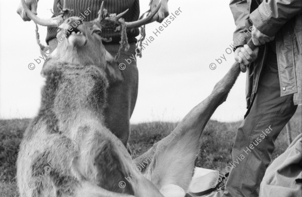 Image of sheet 19910720 photo 17: Nach dem Schuss wird der Magen des Hirsch entfernt und liegen
 gelassen. Das Messer steckt im Magen. Das Pony wird mit dem toten
 Hirsch beladen. Seine Augen werden verdeckt. Die Männer ziehen
 den Körper weg. Portrait, Vital und Andy Smith.Der Einschuss wird
 kontrolliert. Ich fotografiere mich wie ich mich im Auge des
 toten Hirsch spiegle. Der Darm liegt mit Fliegen bedeckt im Gras. Am Horn hängt noch Fell. Vital Hauser. Scotland Schottland Kingussie 1991