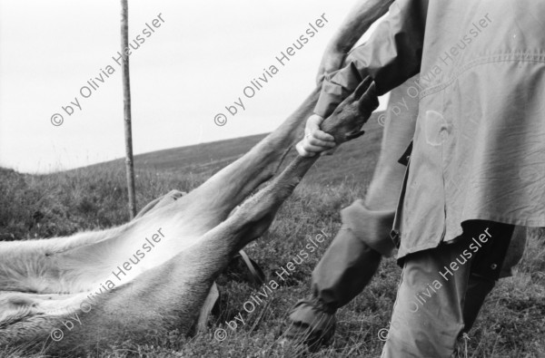 Image of sheet 19910720 photo 19: Nach dem Schuss wird der Magen des Hirsch entfernt und liegen
 gelassen. Das Messer steckt im Magen. Das Pony wird mit dem toten
 Hirsch beladen. Seine Augen werden verdeckt. Die Männer ziehen
 den Körper weg. Portrait, Vital und Andy Smith.Der Einschuss wird
 kontrolliert. Ich fotografiere mich wie ich mich im Auge des
 toten Hirsch spiegle. Der Darm liegt mit Fliegen bedeckt im Gras. Am Horn hängt noch Fell. Vital Hauser. Scotland Schottland Kingussie 1991