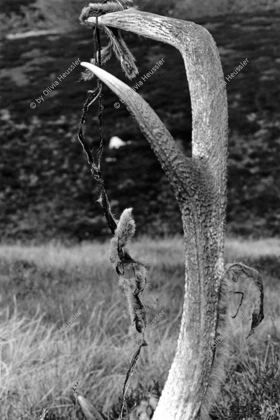 Image of sheet 19910720 photo 27: © 1991, OLIVIA HEUSSLER / www.clic.li
Am Horn hängt noch Fell. Scotland Schottland Kingussie 1991
Great britain, Grossbritannien  √ deer hunting horns death
ohne Aufkleber