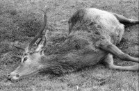 Image of sheet 19910720 photo 3: Nach dem Schuss wird der Magen des Hirsch entfernt und liegen
 gelassen. Das Messer steckt im Magen. Das Pony wird mit dem toten
 Hirsch beladen. Seine Augen werden verdeckt. Die Männer ziehen
 den Körper weg. Portrait, Vital und Andy Smith.Der Einschuss wird
 kontrolliert. Ich fotografiere mich wie ich mich im Auge des
 toten Hirsch spiegle. Der Darm liegt mit Fliegen bedeckt im Gras. Am Horn hängt noch Fell. Vital Hauser. Scotland Schottland Kingussie 1991