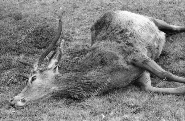 Image of sheet 19910720 photo 3: Nach dem Schuss wird der Magen des Hirsch entfernt und liegen
 gelassen. Das Messer steckt im Magen. Das Pony wird mit dem toten
 Hirsch beladen. Seine Augen werden verdeckt. Die Männer ziehen
 den Körper weg. Portrait, Vital und Andy Smith.Der Einschuss wird
 kontrolliert. Ich fotografiere mich wie ich mich im Auge des
 toten Hirsch spiegle. Der Darm liegt mit Fliegen bedeckt im Gras. Am Horn hängt noch Fell. Vital Hauser. Scotland Schottland Kingussie 1991