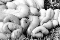 Image of sheet 19910720 photo 30: © 1991, Olivia Heussler / www.clic.li
Nach dem Schuss werden die Gedärme  des Hirsch entfernt und auf dem Feld liegen gelassen. Der Darm liegt mit Fliegen bedeckt im Gras. Scotland Schottland Kingussie hunting animal 1991 √

After the shot, the guts of the deer lying on the field. The intestine  in the grass ar covered with flies.