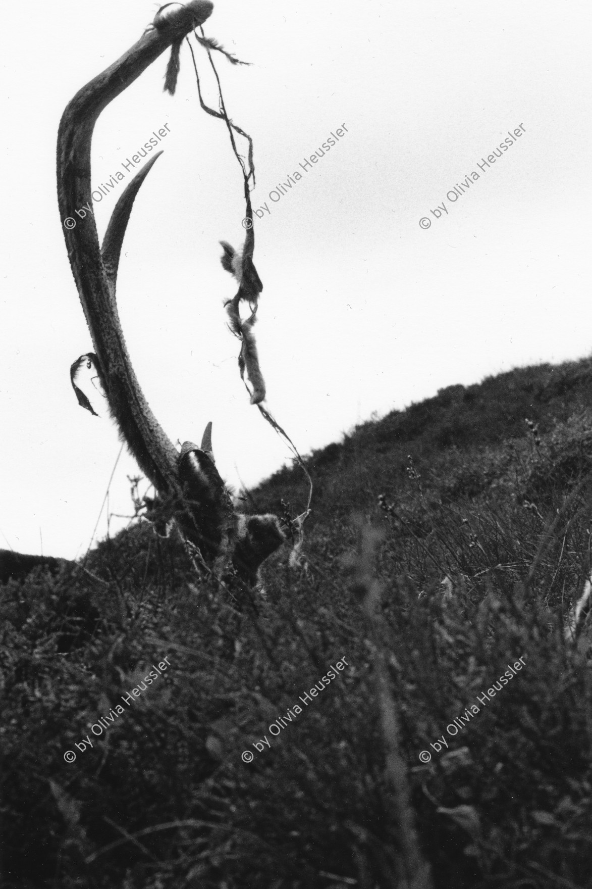 Image of sheet 19910720 photo 32: © 1991, OLIVIA HEUSSLER / www.clic.li
Am Horn hängt noch Fell. Hirschjagd in Scotland Schottland Kingussie 1991
Great britain, Grossbritannien  √ 
deer hunting horns death
ohne Aufkleber