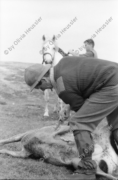 Image of sheet 19910720 photo 6: Nach dem Schuss wird der Magen des Hirsch entfernt und liegen
 gelassen. Das Messer steckt im Magen. Das Pony wird mit dem toten
 Hirsch beladen. Seine Augen werden verdeckt. Die Männer ziehen
 den Körper weg. Portrait, Vital und Andy Smith.Der Einschuss wird
 kontrolliert. Ich fotografiere mich wie ich mich im Auge des
 toten Hirsch spiegle. Der Darm liegt mit Fliegen bedeckt im Gras. Am Horn hängt noch Fell. Vital Hauser. Scotland Schottland Kingussie 1991