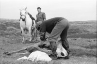Image of sheet 19910720 photo 7: Nach dem Schuss wird der Magen des Hirsch entfernt und liegen
 gelassen. Das Messer steckt im Magen. Das Pony wird mit dem toten
 Hirsch beladen. Seine Augen werden verdeckt. Die Männer ziehen
 den Körper weg. Portrait, Vital und Andy Smith.Der Einschuss wird
 kontrolliert. Ich fotografiere mich wie ich mich im Auge des
 toten Hirsch spiegle. Der Darm liegt mit Fliegen bedeckt im Gras. Am Horn hängt noch Fell. Vital Hauser. Scotland Schottland Kingussie 1991