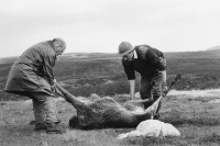 Image of sheet 19910720 photo 8: Nach dem Schuss wird der Magen des Hirsch entfernt und liegen gelassen. Das Messer steckt im Magen. Die Jäger ziehen den Körper weg.  Der Darm liegt mit Fliegen bedeckt im Gras. Scotland Schottland Kingussie 1991
Great britain, Grossbritannien  √  After the shot, the stomach of the deer away and left. The knife is in the stomach