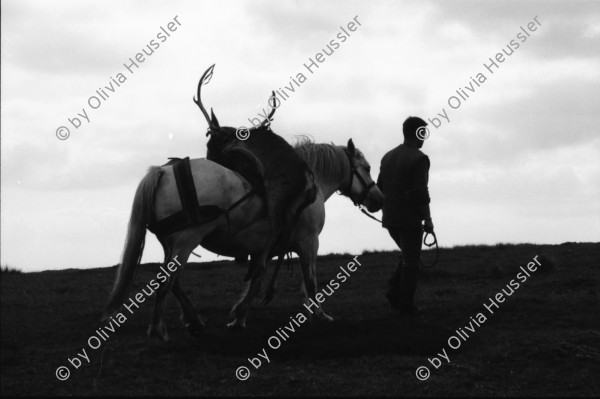 Image of sheet 19910730 photo 10: frtsg. 910720 Vital und Andy geniessen nach dem Schuss ein Schuss
 Whisky, Drei Gehstöcke mit Horn griffe stecken in der Erde.
 Portrait. Andy und Vital. Der Ponyboy marschiert mit dem
 beladenen Pony weg. Ein Hirsch wird auf dem Pony transportiert und der andere hinunter gezogen. Portrait Vital.
Deer hunting in Scotland Great britain Grossbritannien