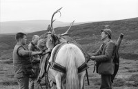 Image of sheet 19910730 photo 13: frtsg. 910720 Vital und Andy geniessen nach dem Schuss ein Schuss
 Whisky, Drei Gehstöcke mit Horn griffe stecken in der Erde.
 Portrait. Andy und Vital. Der Ponyboy marschiert mit dem
 beladenen Pony weg. Ein Hirsch wird auf dem Pony transportiert und der andere hinunter gezogen. Portrait Vital.
Deer hunting in Scotland Great britain Grossbritannien
