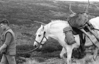 Image of sheet 19910730 photo 16: frtsg. 910720 Vital und Andy geniessen nach dem Schuss ein Schuss
 Whisky, Drei Gehstöcke mit Horn griffe stecken in der Erde.
 Portrait. Andy und Vital. Der Ponyboy marschiert mit dem
 beladenen Pony weg. Ein Hirsch wird auf dem Pony transportiert und der andere hinunter gezogen. Portrait Vital.
Deer hunting in Scotland Great britain Grossbritannien