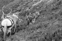 Image of sheet 19910730 photo 25: Vital Hauser mit Spazierstöcken auf der Hirschjagd in Schottland. 1991
Man an hunter with walking sticks on deer hunting in Scotland. Near Kingussie √ 


Kingussie (Listeni/kɪŋˈjuːsi/ king-EW-see; Scottish Gaelic: Ceann a' Ghiùthsaich pronounced [ˈkʲʰaun̴̪ ə ˈʝuːs̪ɪç] ) is a small town in the Highland region of Scotland. It is one settlement in the Highland Council ward of Badenoch and Strathspey, and is the capital of the district of Badenoch. It lies beside the A9 road, although the old route of the A9 serves as the town's main street. Kingussie is 42 miles (68 km) south of Inverness, 12 miles (19 km) south of Aviemore, and 3 miles (4.8 km) north of Newtonmore, which is its greatest rival in the game of shinty.