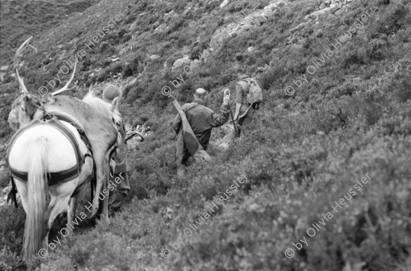 Image of sheet 19910730 photo 25: Vital Hauser mit Spazierstöcken auf der Hirschjagd in Schottland. 1991
Man an hunter with walking sticks on deer hunting in Scotland. Near Kingussie √ 


Kingussie (Listeni/kɪŋˈjuːsi/ king-EW-see; Scottish Gaelic: Ceann a' Ghiùthsaich pronounced [ˈkʲʰaun̴̪ ə ˈʝuːs̪ɪç] ) is a small town in the Highland region of Scotland. It is one settlement in the Highland Council ward of Badenoch and Strathspey, and is the capital of the district of Badenoch. It lies beside the A9 road, although the old route of the A9 serves as the town's main street. Kingussie is 42 miles (68 km) south of Inverness, 12 miles (19 km) south of Aviemore, and 3 miles (4.8 km) north of Newtonmore, which is its greatest rival in the game of shinty.