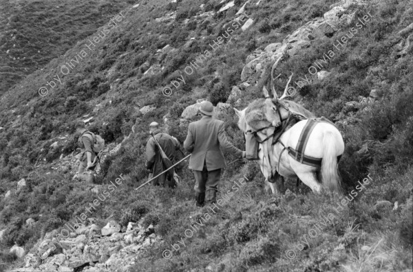 Image of sheet 19910730 photo 27: Vital Hauser mit Spazierstöcken auf der Hirschjagd in Schottland. 1991
Man an hunter with walking sticks on deer hunting in Scotland. Near Kingussie √ 


Kingussie (Listeni/kɪŋˈjuːsi/ king-EW-see; Scottish Gaelic: Ceann a' Ghiùthsaich pronounced [ˈkʲʰaun̴̪ ə ˈʝuːs̪ɪç] ) is a small town in the Highland region of Scotland. It is one settlement in the Highland Council ward of Badenoch and Strathspey, and is the capital of the district of Badenoch. It lies beside the A9 road, although the old route of the A9 serves as the town's main street. Kingussie is 42 miles (68 km) south of Inverness, 12 miles (19 km) south of Aviemore, and 3 miles (4.8 km) north of Newtonmore, which is its greatest rival in the game of shinty.