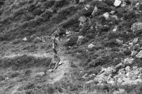 Image of sheet 19910730 photo 29: Vital Hauser mit Spazierstöcken auf der Hirschjagd in Schottland. 1991
Man an hunter with walking sticks on deer hunting in Scotland. Near Kingussie √ 


Kingussie (Listeni/kɪŋˈjuːsi/ king-EW-see; Scottish Gaelic: Ceann a' Ghiùthsaich pronounced [ˈkʲʰaun̴̪ ə ˈʝuːs̪ɪç] ) is a small town in the Highland region of Scotland. It is one settlement in the Highland Council ward of Badenoch and Strathspey, and is the capital of the district of Badenoch. It lies beside the A9 road, although the old route of the A9 serves as the town's main street. Kingussie is 42 miles (68 km) south of Inverness, 12 miles (19 km) south of Aviemore, and 3 miles (4.8 km) north of Newtonmore, which is its greatest rival in the game of shinty.