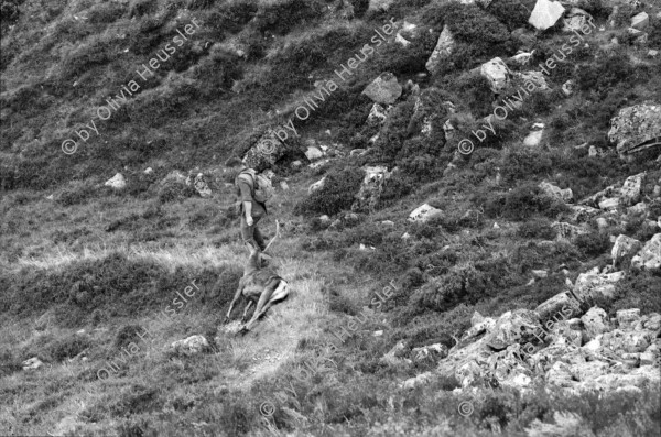 Image of sheet 19910730 photo 29: Vital Hauser mit Spazierstöcken auf der Hirschjagd in Schottland. 1991
Man an hunter with walking sticks on deer hunting in Scotland. Near Kingussie √ 


Kingussie (Listeni/kɪŋˈjuːsi/ king-EW-see; Scottish Gaelic: Ceann a' Ghiùthsaich pronounced [ˈkʲʰaun̴̪ ə ˈʝuːs̪ɪç] ) is a small town in the Highland region of Scotland. It is one settlement in the Highland Council ward of Badenoch and Strathspey, and is the capital of the district of Badenoch. It lies beside the A9 road, although the old route of the A9 serves as the town's main street. Kingussie is 42 miles (68 km) south of Inverness, 12 miles (19 km) south of Aviemore, and 3 miles (4.8 km) north of Newtonmore, which is its greatest rival in the game of shinty.