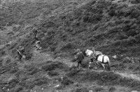 Image of sheet 19910730 photo 32: frtsg. 910720 Vital und Andy geniessen nach dem Schuss ein Schuss
 Whisky, Drei Gehstöcke mit Horn griffe stecken in der Erde.
 Portrait. Andy und Vital. Der Ponyboy marschiert mit dem
 beladenen Pony weg. Ein Hirsch wird auf dem Pony transportiert und der andere hinunter gezogen. Portrait Vital.
Deer hunting in Scotland Great britain Grossbritannien
