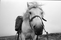 Image of sheet 19910740 photo 28: frtsg. 910730 Der Jäger Andy Smith unter einem dreier Geweih !Vital mit Georg Christie. Andy wartet mit dem Pony. Andy mit dem Fernrohr. Portrait. Pony.
Deer hunting in Scotland