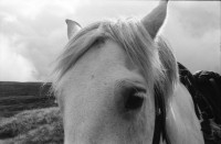 Image of sheet 19910740 photo 33: frtsg. 910730 Der Jäger Andy Smith unter einem dreier Geweih !Vital mit Georg Christie. Andy wartet mit dem Pony. Andy mit dem Fernrohr. Portrait. Pony.
Deer hunting in Scotland
