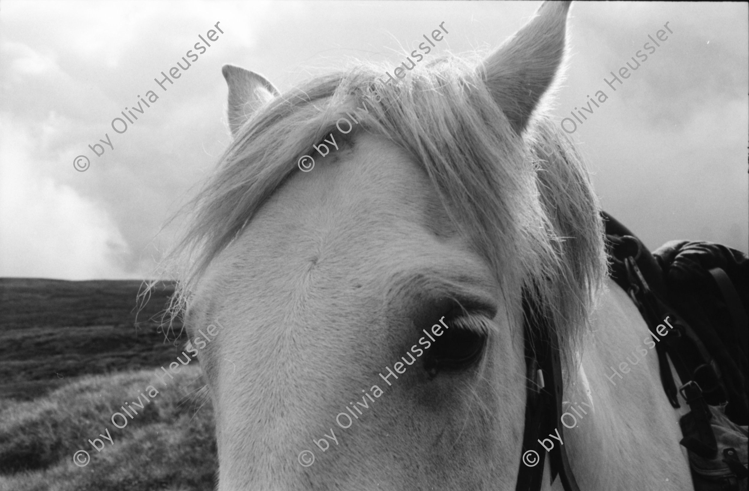 Image of sheet 19910740 photo 33: frtsg. 910730 Der Jäger Andy Smith unter einem dreier Geweih !Vital mit Georg Christie. Andy wartet mit dem Pony. Andy mit dem Fernrohr. Portrait. Pony.
Deer hunting in Scotland