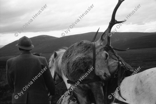 Image of sheet 19910750 photo 13: frtsg. 910740  Pony und Gordon als Ponyboy. Mittagslunch im Schelter. Andy wirft Gräser in die Luft um die Windrichtung zu kontrollieren. Nachher sitzen wir lange im Gras und beobachten den einen Hirsch. Er liegt und als Andy Zeichen gibt, steht die Herde auf und er bleibt. Im letzten Moment muss ich auf einen anderen schiessen. Der Schuss sitzt nicht richtig. Andy schnellt auf und erlegt den wegrennenden Hirsch wenig später. Care na Ciche: Ich bin froh. und gleichzeitig fühle ich mich total unwohl. Trotzdem wird mein Gesicht mit dem Blut des ersten erlegten Hirsches bemalt. Portrait. Ich sitze neben ihm. Der Marsch geht lange, wir vergessen sogar den obligaten Schluck Whisky einzunehmen. Das Pferd verliert ein Huf. Mathis Pilloud und Lu Nüscheler besuchen mich und beobachten meinen zweiten Schuss. Er trifft den Hirsch und er stirbt. Ich schoss halb kauernd auf ca 130 m. von oben. In Coire Brahn Deer hunting in Scotland 1991 deer hunting scotland hunter traditional man me highland Vital Hauser Great britain Europe Europa 
Scotland (Scottish Gaelic: Alba ([ˈal̪ˠapə ] About this sound listen (help·info)) is a country that is part of the United Kingdom. Occupying the northern third of the island of Great Britain, it shares a border with England to the south and is bounded by the North Sea to the east, the Atlantic Ocean to the north and west, and the North Channel and Irish Sea to the southwest. In addition to the mainland, Scotland is made up of more than 790 islands including the Northern Isles and the Hebrides.
rifle