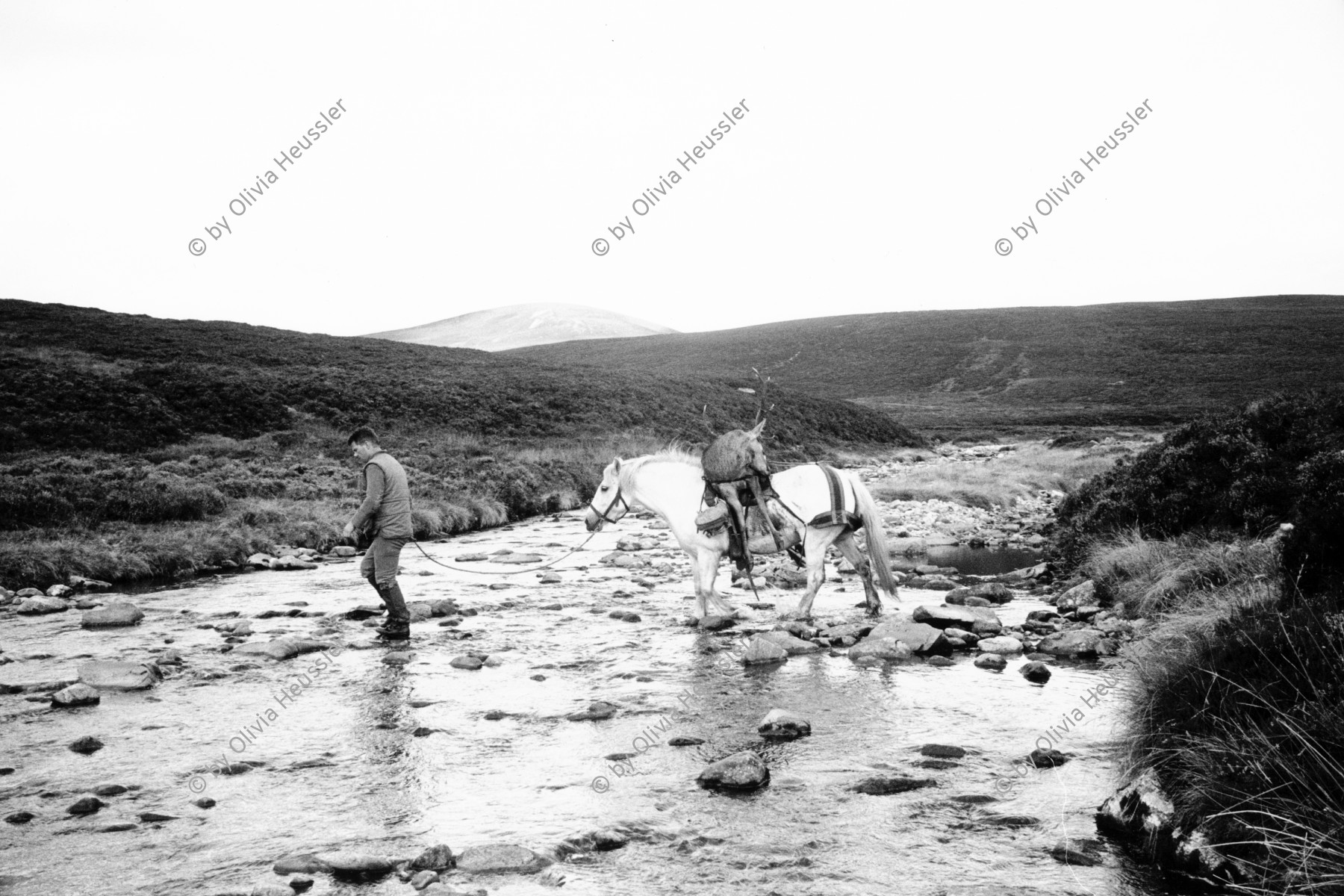 Image of sheet 19910750 photo 15: Während Hirschjagd in Schottland. 
A hunter and his horse. Deer hunting in Scotland 1991
Great britain, Grossbritannien  √  hunter traditional man me highland Great britain Europe Europa horse scottish river water valley
© 1991, Olivia Heussler