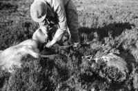 Image of sheet 19910750 photo 37: © 1991, Olivia Heussler / www.clic.li
Während Hirschjagd in Schottland. 1991

Pony und Gordon als Ponyboy. Mittags lunch in Schelter. Care na Ciche. In Coire Brahn Deer hunting in Scotland 1991 deer hunting scotland hunter traditional man highland Great britain Europe Europa
Scotland (Scottish Gaelic: Alba ([ˈal̪ˠapə ] About this sound listen (help·info)) is a country that is part of the United Kingdom. Occupying the northern third of the island of Great Britain, it shares a border with England to the south and is bounded by the North Sea to the east, the Atlantic Ocean to the north and west, and the North Channel and Irish Sea to the southwest. In addition to the mainland, Scotland is made up of more than 790 islands including the Northern Isles and the Hebrides.
√ Europe hunting