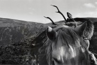 Image of sheet 19910760 photo 12: Gaick Lodge.
Deer hunting in Scotland Great Britain, 1991 
Hirschjagd in Gaick Lodge, Schottland, Vereinigtes Königreich √
Der getötete Hirsch wird auf einem Pony ins Tal transportiert. Kingussie Schottland Grossbritannien 9.91 tier animal Pferd
Deer hunting in Scotland, Great Britain 1991
Great britain, Grossbritannien dead killed animal horse trophy trophäe
ohne Aufkleber Exhibition
Shadows and other Natures