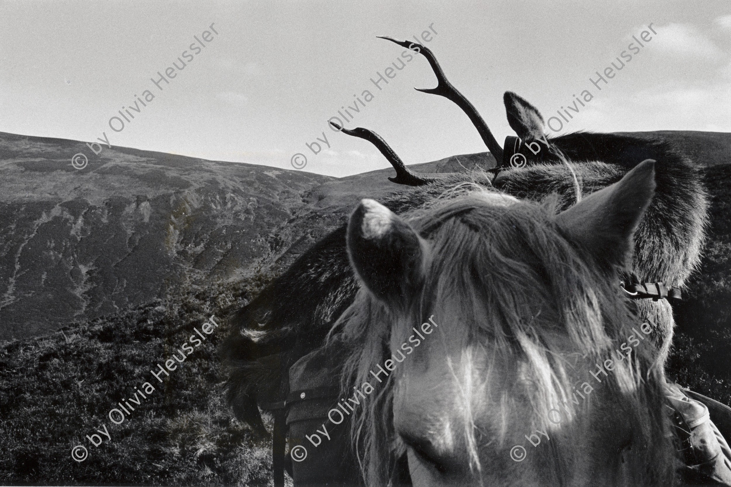 Image of sheet 19910760 photo 12: Gaick Lodge.
Deer hunting in Scotland Great Britain, 1991 
Hirschjagd in Gaick Lodge, Schottland, Vereinigtes Königreich √
Der getötete Hirsch wird auf einem Pony ins Tal transportiert. Kingussie Schottland Grossbritannien 9.91 tier animal Pferd
Deer hunting in Scotland, Great Britain 1991
Great britain, Grossbritannien dead killed animal horse trophy trophäe
ohne Aufkleber Exhibition
Shadows and other Natures