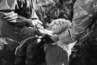 Image of sheet 19910760 photo 3: H