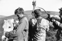 Image of sheet 19910760 photo 4: Das Pony wird mit dem toten Hirsch beladen.
Hirschjagd in Schottland.
Ponyboys Mathis Pillod
Deer hunting in Scotland 1991
Great britain, Grossbritannien  √