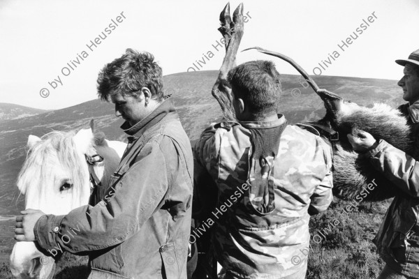 Image of sheet 19910760 photo 4: Das Pony wird mit dem toten Hirsch beladen.
Hirschjagd in Schottland.
Ponyboys Mathis Pillod
Deer hunting in Scotland 1991
Great britain, Grossbritannien  √