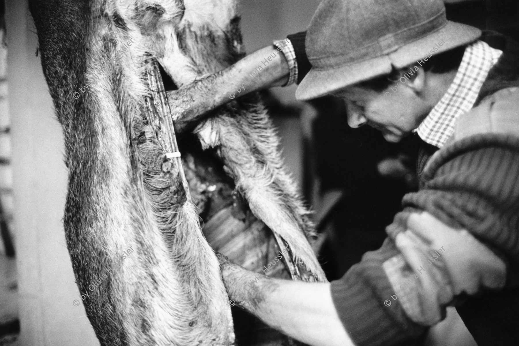 Image of sheet 19910770 photo 15: Schlachthaus am Boden. Der Hirsch wird vom Jäger geschlachtet.
Die Innereien, die Leber eingeschickt zur Kontrolle. meat deer hunter slaughter
Deer hunting in Scotland Great Britain, 1991 
Hirschjagd in Gaick Lodge, Schottland, Vereinigtes Königreich √