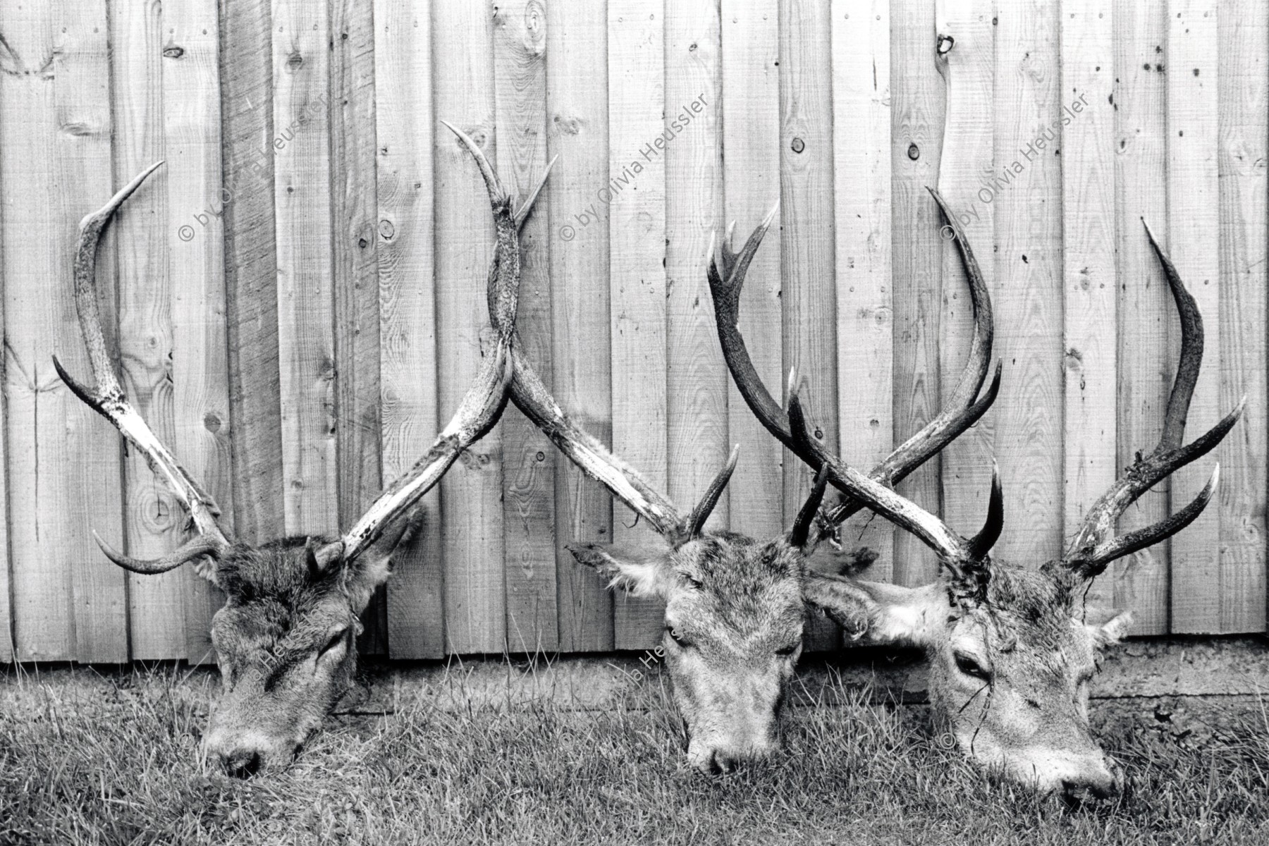 Image of sheet 19910770 photo 4: Deer hunting head trophy Trophäen in Scotland Great Britain, 1991 
Hirschjagd in Gaick Lodge, Schottland, Vereinigtes Königreich √ animal Tier
ohne Aufkleber