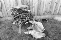 Image of sheet 19910770 photo 5: frtsg. 910760 zerschossene Zielscheibe. Olivia und geschossener Hirsch. Kopf und Geweih. Drei Hirschköpfe und Geweihe. Hörner aufgebahrt. Tor und Sicht ins Tal. Hirschfüsse liegen im Schlachthaus am Boden. Der Hirsch wird vom Jäger geschlachtet. Die Innereien, die Leber eingeschickt zur Kontrolle. Personen. Susie Christie und Walther Strauss. Vital, und Close Ups Stumpen cigars smoking smoke Georg Christie Nase.
Deer hunting in Scotland Great Britain, 1991  Grossbritannien scottland Jagd Hirsch 1991
Hirschjagd in Gaick Lodge, Schottland, Vereinigtes Königreich
Scotland (Scottish Gaelic: Alba ([ˈal̪ˠapə ] About this sound listen (help·info)) is a country that is part of the United Kingdom. Occupying the northern third of the island of Great Britain, it shares a border with England to the south and is bounded by the North Sea to the east, the Atlantic Ocean to the north and west, and the North Channel and Irish Sea to the southwest. In addition to the mainland, Scotland is made up of more than 790 islands including the Northern Isles and the Hebrides.