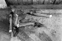 Image of sheet 19910770 photo 7: © 1991, OLIVIA HEUSSLER / www.clic.li
Hirschfüsse liegen im Schlachthaus am Boden. √
Deer hunting in Scotland Great Britain, 1991  Grossbritannien scottland Jagd Hirsch 1991
Hirschjagd in Gaick Lodge, Schottland, Vereinigtes Königreich
Scotland (Scottish Gaelic: Alba ([ˈal̪ˠapə ] About this sound listen (help·info)) is a country that is part of the United Kingdom. Occupying the northern third of the island of Great Britain, it shares a border with England to the south and is bounded by the North Sea to the east, the Atlantic Ocean to the north and west, and the North Channel and Irish Sea to the southwest. In addition to the mainland, Scotland is made up of more than 790 islands including the Northern Isles and the Hebrides.
ohne Aufkleber