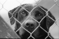 Image of sheet 19910780 photo 13: frtsg. 910770 Der Hirsch Kopf wird ausgekocht.In einem grossen
 Gefäss auf dem Gas Herd. Daneben steht ein kleiner Wasserkocher.
 Irish Setter hinter Gitter im Käfig. Hund. Haus Gaick Lodge von
 hinten. Phillipe und Vital machen Buchhaltung. Eine Grouse hängt
 beim Geschirrbürstchen . Uebersicht auf Haus. Ponys Mein
 Hirschgeweih steht eingepackt bereit. Zur Reise. Europäische Bisons im Drive in Zoo bei Kingussie. Auch Hirsche. 
Kingussie Scotland.9.91
Deer hunting in Scotland Great Britain, 1991
Hirschjagd in Gaick Lodge, Schottland, Vereinigtes Königreich