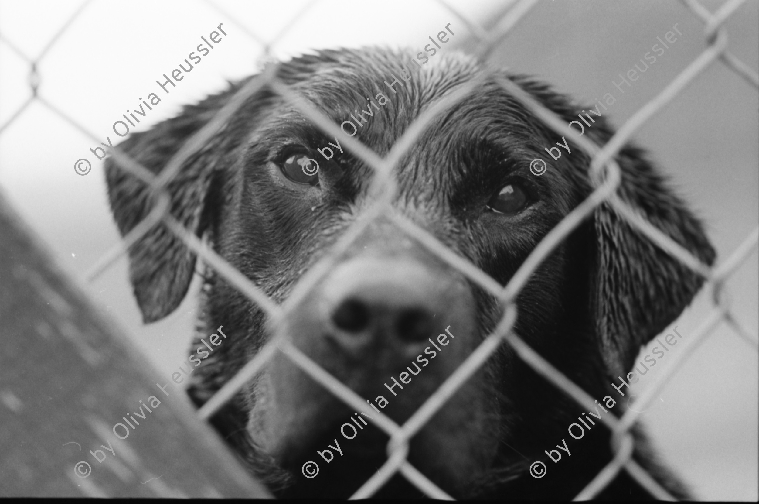 Image of sheet 19910780 photo 13: frtsg. 910770 Der Hirsch Kopf wird ausgekocht.In einem grossen
 Gefäss auf dem Gas Herd. Daneben steht ein kleiner Wasserkocher.
 Irish Setter hinter Gitter im Käfig. Hund. Haus Gaick Lodge von
 hinten. Phillipe und Vital machen Buchhaltung. Eine Grouse hängt
 beim Geschirrbürstchen . Uebersicht auf Haus. Ponys Mein
 Hirschgeweih steht eingepackt bereit. Zur Reise. Europäische Bisons im Drive in Zoo bei Kingussie. Auch Hirsche. 
Kingussie Scotland.9.91
Deer hunting in Scotland Great Britain, 1991
Hirschjagd in Gaick Lodge, Schottland, Vereinigtes Königreich