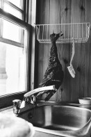 Image of sheet 19910780 photo 18: © 1991, OLIVIA HEUSSLER / www.clic.li
Eine tote Ente (Grouse) hängt beim Geschirr bürstchen beim Abwasch in der Küche. A hunted shot and dead duck (Grouse) hangs next to the dish brush in the kitchen.
Kingussie Schottland. 9.91
Deer hunting in Scotland Great Britain, 1991
Jagd Hirschjagd in Gaick Lodge, Schottland, Vereinigtes Königreich
deer hunting scotland hunter traditional man highland Great britain Europe Europa scottish
Great britain, Grossbritannien  √ animal europe scottish europe

ohne Aufkleber