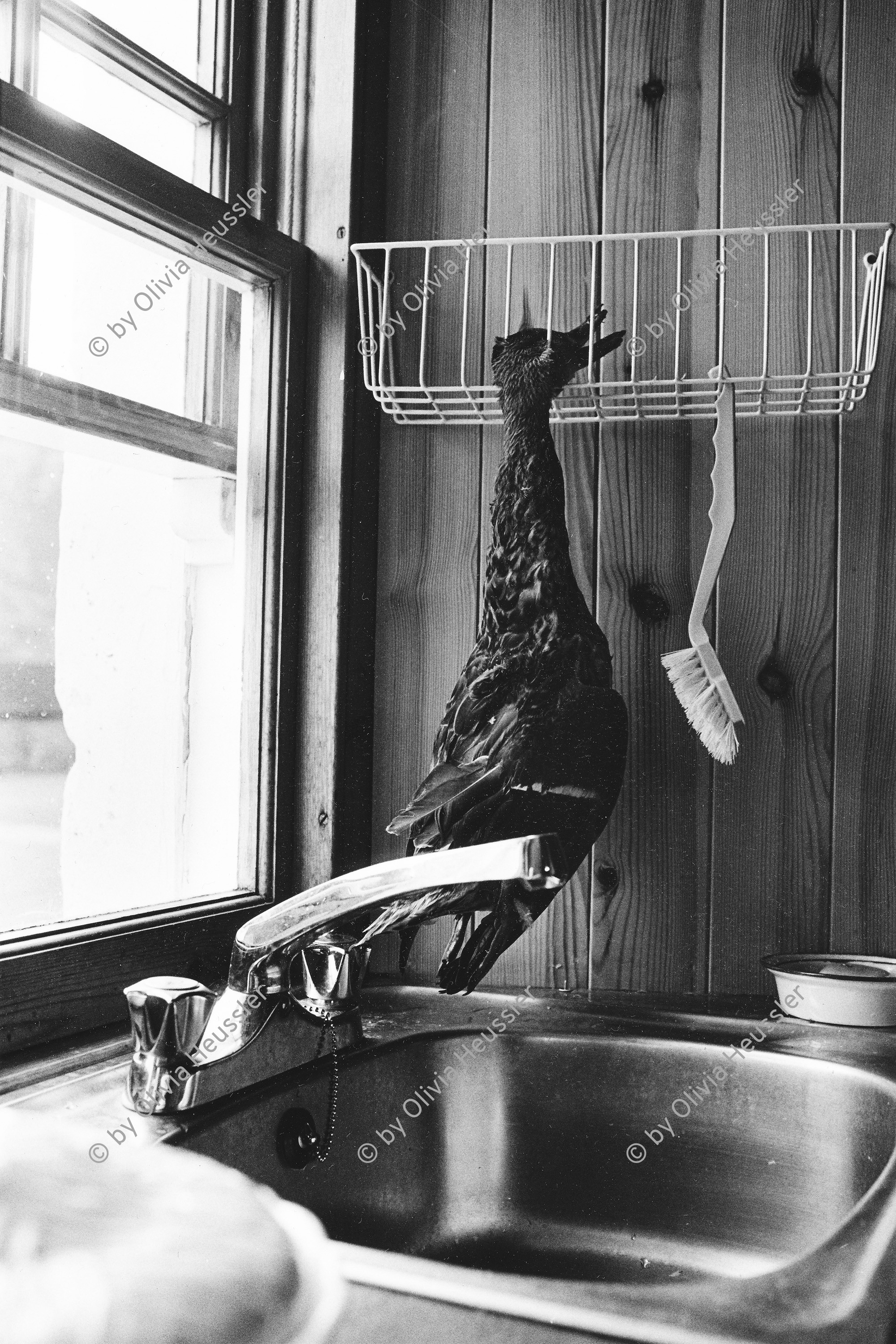 Image of sheet 19910780 photo 18: © 1991, OLIVIA HEUSSLER / www.clic.li
Eine tote Ente (Grouse) hängt beim Geschirr bürstchen beim Abwasch in der Küche. A hunted shot and dead duck (Grouse) hangs next to the dish brush in the kitchen.
Kingussie Schottland. 9.91
Deer hunting in Scotland Great Britain, 1991
Jagd Hirschjagd in Gaick Lodge, Schottland, Vereinigtes Königreich
deer hunting scotland hunter traditional man highland Great britain Europe Europa scottish
Great britain, Grossbritannien  √ animal europe scottish europe

ohne Aufkleber