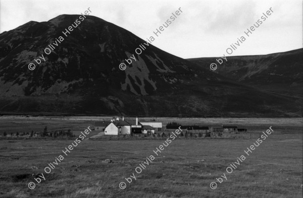 Image of sheet 19910780 photo 21: frtsg. 910770 Der Hirsch Kopf wird ausgekocht.In einem grossen
 Gefäss auf dem Gas Herd. Daneben steht ein kleiner Wasserkocher.
 Irish Setter hinter Gitter im Käfig. Hund. Haus Gaick Lodge von
 hinten. Phillipe und Vital machen Buchhaltung. Eine Grouse hängt
 beim Geschirrbürstchen . Uebersicht auf Haus. Ponys Mein
 Hirschgeweih steht eingepackt bereit. Zur Reise. Europäische Bisons im Drive in Zoo bei Kingussie. Auch Hirsche. 
Kingussie Scotland.9.91
Deer hunting in Scotland Great Britain, 1991
Hirschjagd in Gaick Lodge, Schottland, Vereinigtes Königreich