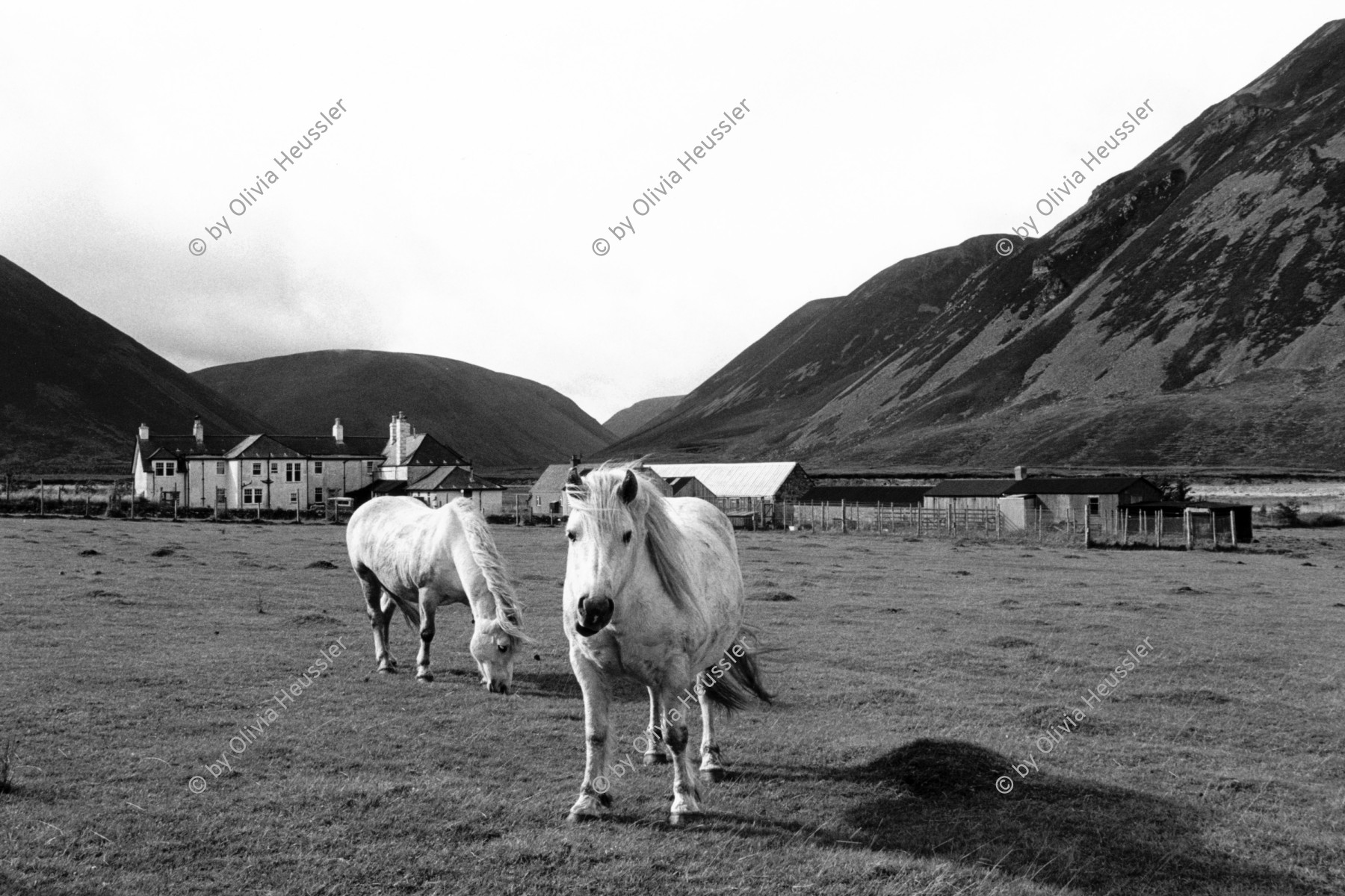 Image of sheet 19910780 photo 24: © 1991, OLIVIA HEUSSLER / www.clic.li
Uebersicht auf Haus. Ponys 
Kingussie Schottland. 9.91
Deer hunting in Scotland Great Britain, 1991
Hirschjagd in Gaick Lodge, Schottland, Vereinigtes Königreich
Great britain, Grossbritannien  √ horse deer hunting scotland hunter traditional man highland Great britain Europe Europa scottish