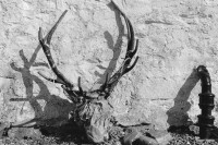 Image of sheet 19910780 photo 25: © 1991, OLIVIA HEUSSLER / www.clic.li
Die Trophäe ist zum Abtransport vorbereitet. Die Enden sind mit Plastikröhrchen geschützt. Kingussie Schottland.9.91
Deer hunting in Scotland Great Britain, 1991
Jagd Hirschjagd in Gaick Lodge, Schottland, Vereinigtes Königreich
Great britain, Grossbritannien  √ The trophy is ready for removal. The ends are protected with plastic tubes. deer hunting scotland hunter traditional man highland Great britain Europe Europa scottish
ohne Aufkleber