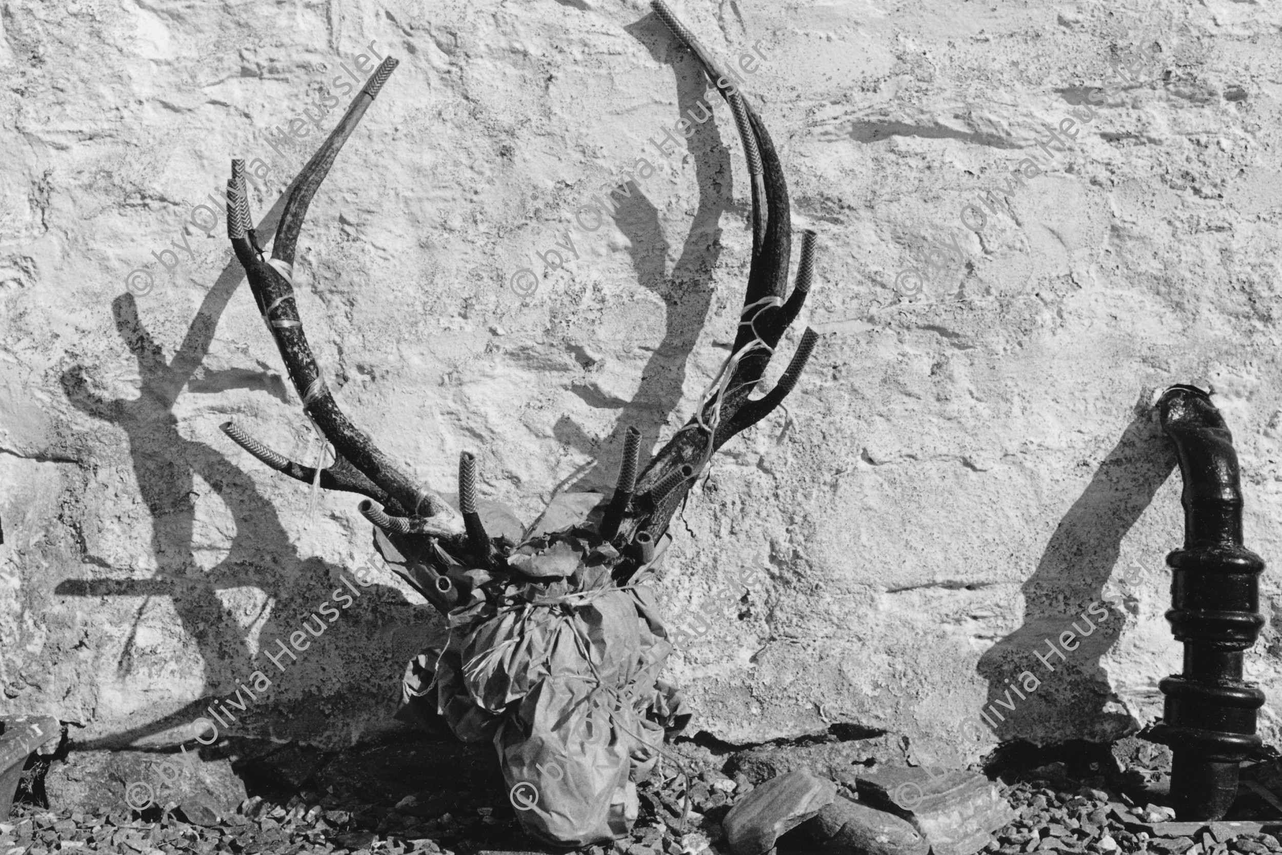 Image of sheet 19910780 photo 25: © 1991, OLIVIA HEUSSLER / www.clic.li
Die Trophäe ist zum Abtransport vorbereitet. Die Enden sind mit Plastikröhrchen geschützt. Kingussie Schottland.9.91
Deer hunting in Scotland Great Britain, 1991
Jagd Hirschjagd in Gaick Lodge, Schottland, Vereinigtes Königreich
Great britain, Grossbritannien  √ The trophy is ready for removal. The ends are protected with plastic tubes. deer hunting scotland hunter traditional man highland Great britain Europe Europa scottish
ohne Aufkleber