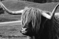 Image of sheet 19910780 photo 30: frtsg. 910770 Der Hirsch Kopf wird ausgekocht.In einem grossen
 Gefäss auf dem Gas Herd. Daneben steht ein kleiner Wasserkocher.
 Irish Setter hinter Gitter im Käfig. Hund. Haus Gaick Lodge von
 hinten. Phillipe und Vital machen Buchhaltung. Eine Grouse hängt
 beim Geschirrbürstchen . Uebersicht auf Haus. Ponys Mein
 Hirschgeweih steht eingepackt bereit. Zur Reise. Europäische Bisons im Drive in Zoo bei Kingussie. Auch Hirsche. 
Kingussie Scotland.9.91
Deer hunting in Scotland Great Britain, 1991
Hirschjagd in Gaick Lodge, Schottland, Vereinigtes Königreich