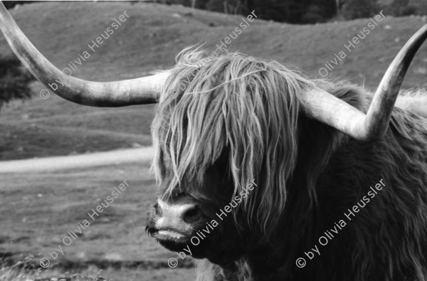 Image of sheet 19910780 photo 30: frtsg. 910770 Der Hirsch Kopf wird ausgekocht.In einem grossen
 Gefäss auf dem Gas Herd. Daneben steht ein kleiner Wasserkocher.
 Irish Setter hinter Gitter im Käfig. Hund. Haus Gaick Lodge von
 hinten. Phillipe und Vital machen Buchhaltung. Eine Grouse hängt
 beim Geschirrbürstchen . Uebersicht auf Haus. Ponys Mein
 Hirschgeweih steht eingepackt bereit. Zur Reise. Europäische Bisons im Drive in Zoo bei Kingussie. Auch Hirsche. 
Kingussie Scotland.9.91
Deer hunting in Scotland Great Britain, 1991
Hirschjagd in Gaick Lodge, Schottland, Vereinigtes Königreich