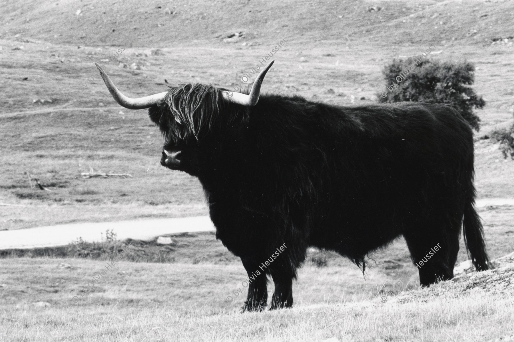 Image of sheet 19910780 photo 33: Europäische European Bisons im Drive in Zoo bei Kingussie. Schottland 9.91
Scotland Great Britain, 1991 traditional highland Great britain Europe Europa scottish Vereinigtes Königreich √