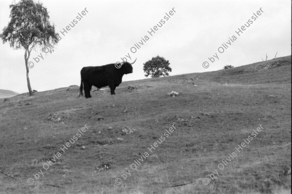 Image of sheet 19910780 photo 35: frtsg. 910770 Der Hirsch Kopf wird ausgekocht.In einem grossen
 Gefäss auf dem Gas Herd. Daneben steht ein kleiner Wasserkocher.
 Irish Setter hinter Gitter im Käfig. Hund. Haus Gaick Lodge von
 hinten. Phillipe und Vital machen Buchhaltung. Eine Grouse hängt
 beim Geschirrbürstchen . Uebersicht auf Haus. Ponys Mein
 Hirschgeweih steht eingepackt bereit. Zur Reise. Europäische Bisons im Drive in Zoo bei Kingussie. Auch Hirsche. 
Kingussie Scotland.9.91
Deer hunting in Scotland Great Britain, 1991
Hirschjagd in Gaick Lodge, Schottland, Vereinigtes Königreich